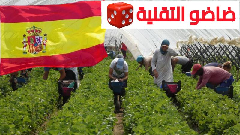 مطلوب عمال وعاملات للعمل بمزارع الفراولة بإسبانيا هذا الصيف 2024.